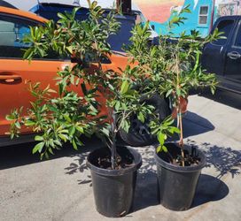 Sapodilla 15 gal size flowering