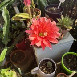 Big Cactus With Flower 