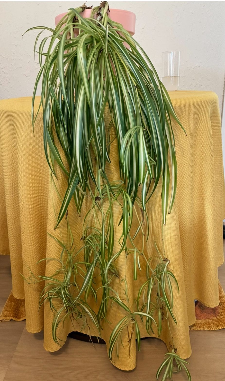 Spider Plant Huge 