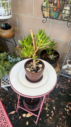 Real plant