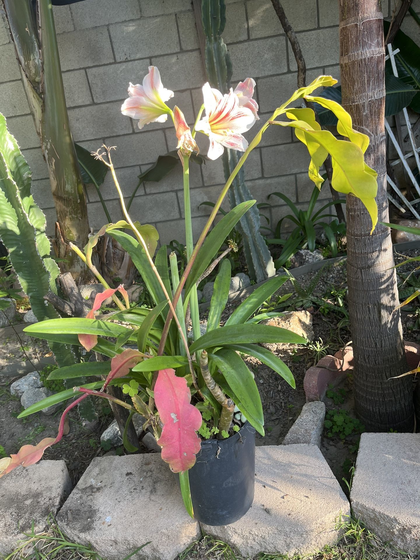 Pot With Plants.
