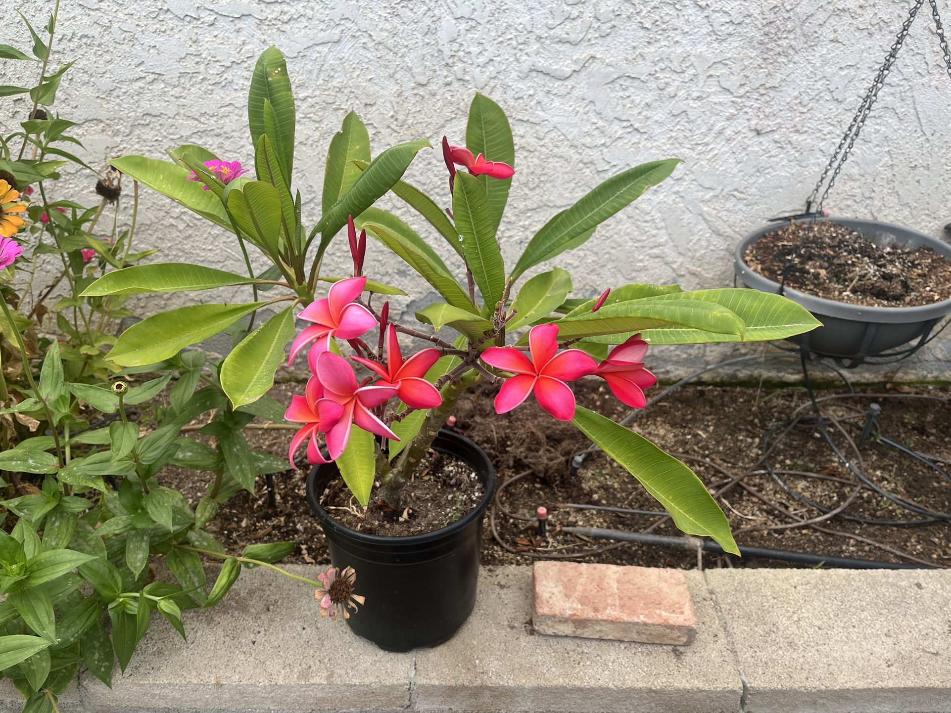 Pink Flowers Plumeria