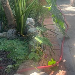 Free Elephant Ear Plants 