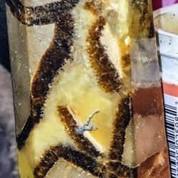 Dragon Stone - Septarian Crystal