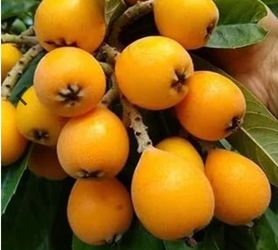 Loquat tree