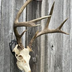 Skull Hooks / European Mount Hangers