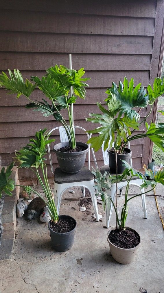 Live potted Philadundrum, house plant 3 to 4 foot tall.