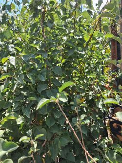 Apricot trees.