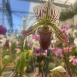 Rare Finds & Plant Vibes