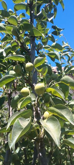 Fruit trees 🍑