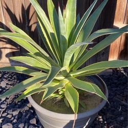 Agave Plant