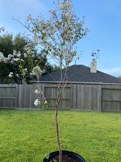 2 white crape myrtle