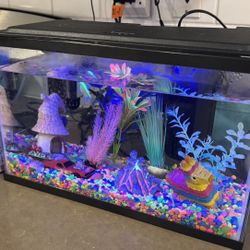 Aquarium With All The Supplies 