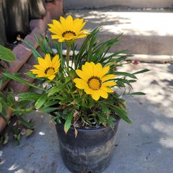 Una Bonita Planta