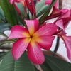 Brian's Plumeria Garden 