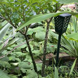 Perennial Plants For Sale (pls Read Description Below)