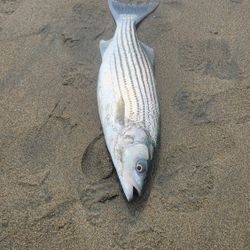 Pier Set Or Beach For Fisbing 