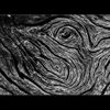 Driftwood