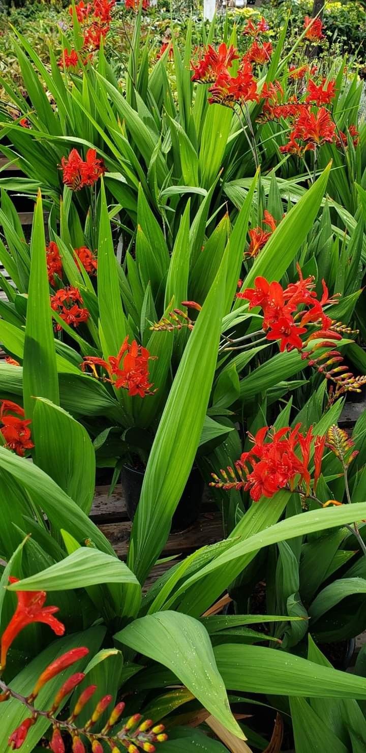 Healthy Crocosmia