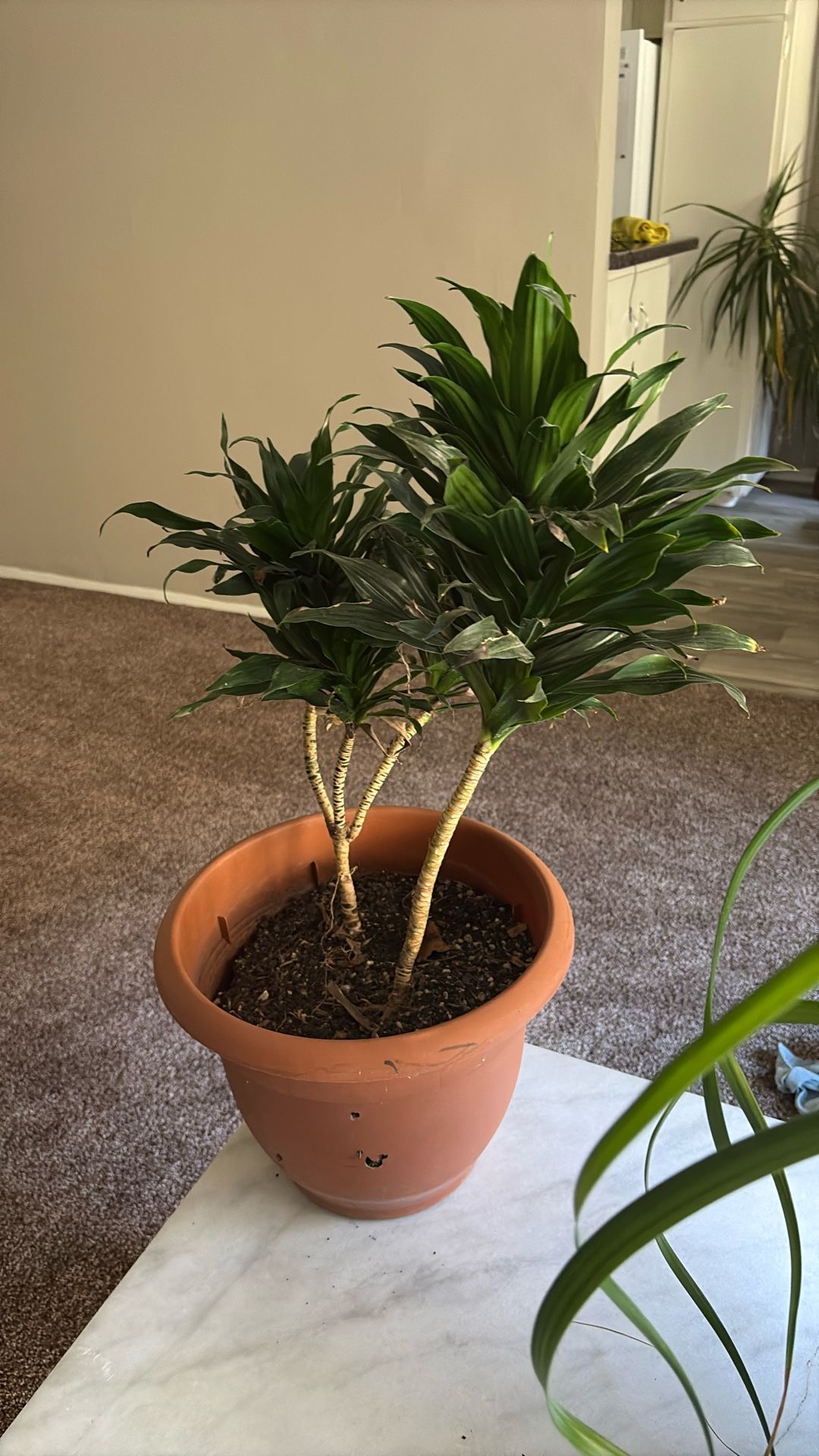 Plants For Sale