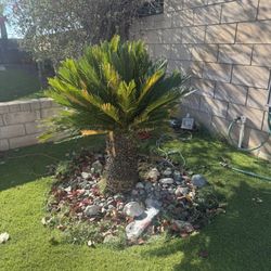 Free Palm.