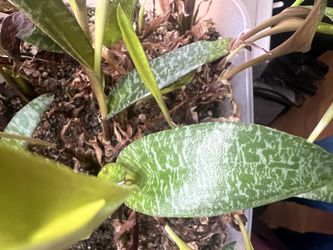 Plant leopard lily Ledebouria socialis (Silver Squill) succulent variety