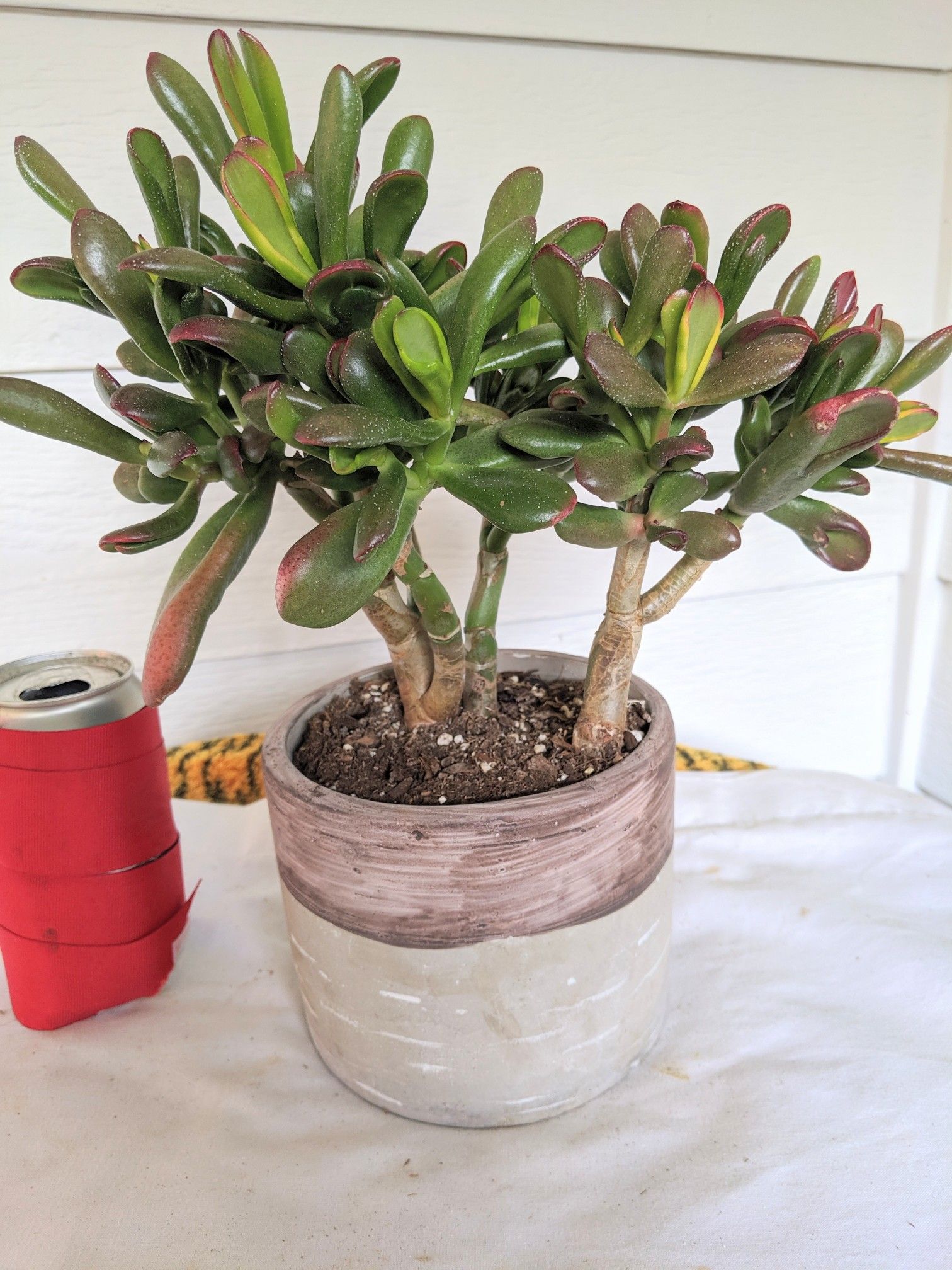 Spoon Jade Succulent Plants in Ceramic Planter Pot- Real Indoor House Plant