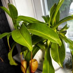 Pitcher  Plants  Monkey Cups Live 