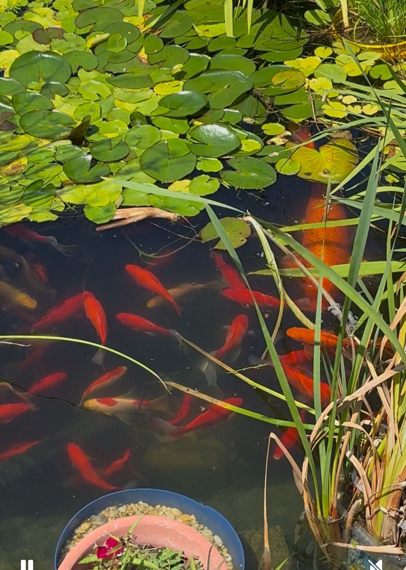 Free Goldfish For Pond. Many Different Sizes