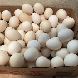 Nuevamente Huevo Recién Fresco 💯 Natural