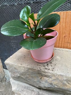 Peperomia Live Plant in Pink Pot