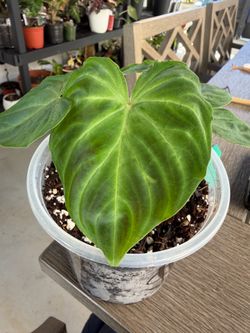 Philodendron Verrucosum