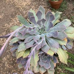 Big Succulent 