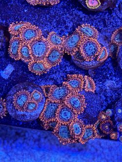 Fake utter peace zoas