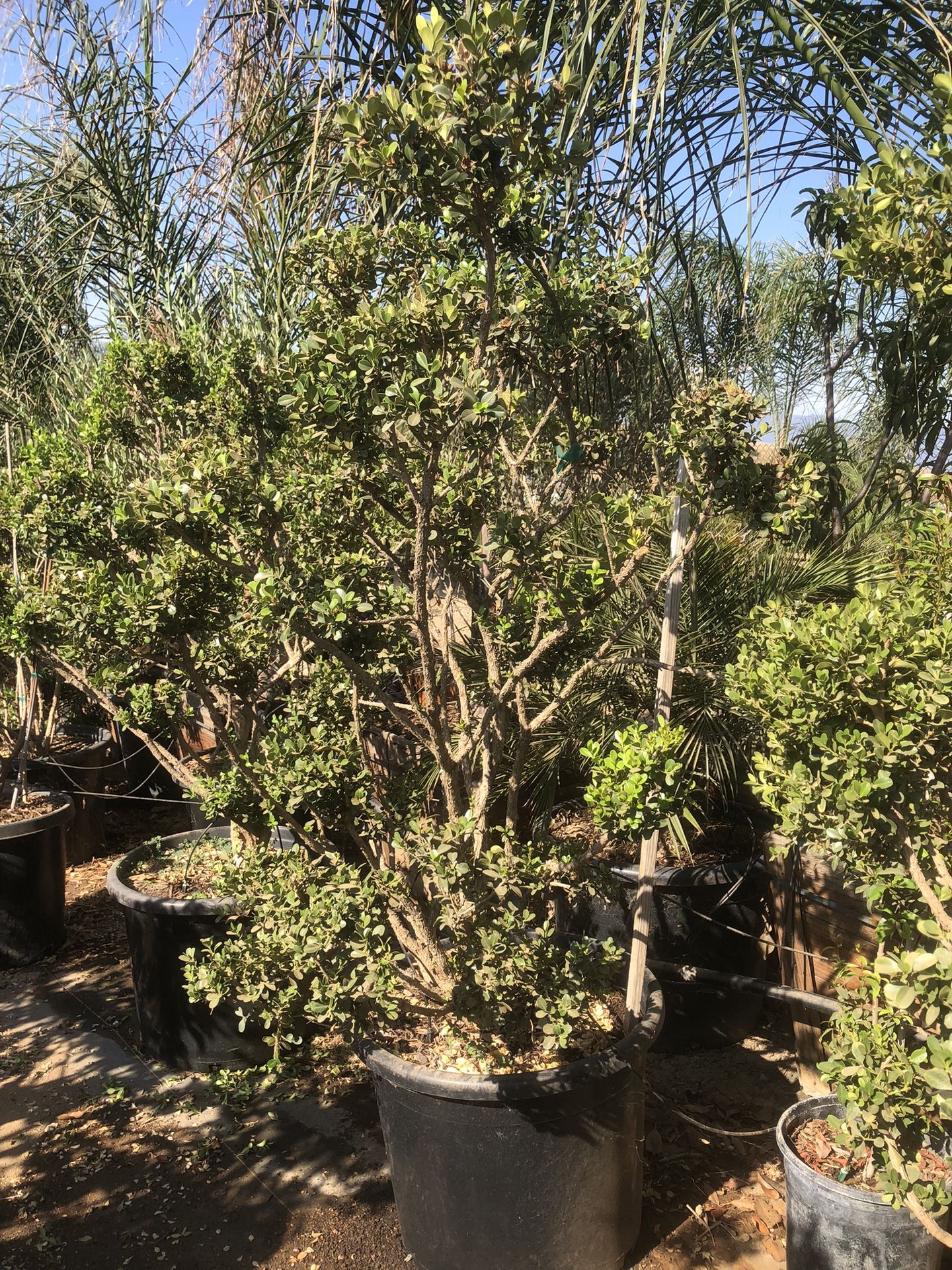 Japanese Boxwood Topiary bonsai