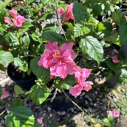 5g Hibiscus 
