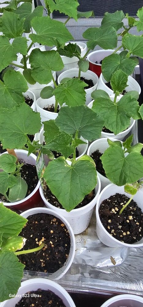 Cucumber Plants $4