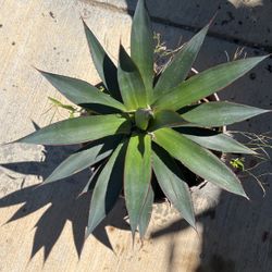 Plants Garden Succulent 