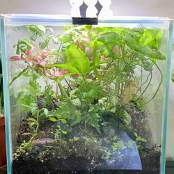 Planted Terrarium 