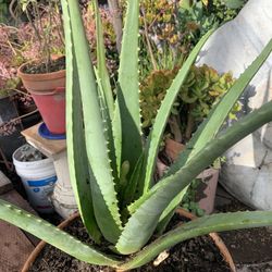 Big Aloe Vera In Clay Pot.