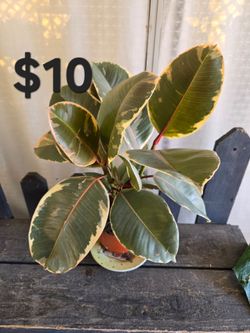 Rubber tree
