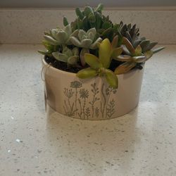 Succulent Arrangement In Ceramic Pot