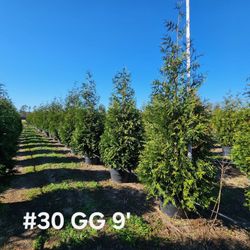 8-10ft /30 Gallon Green Giant Arborviate