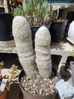 Twin old lady cactus