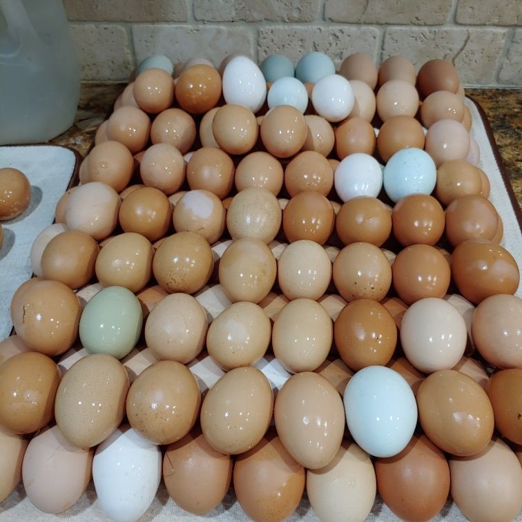 Free Range Chicken Eggs