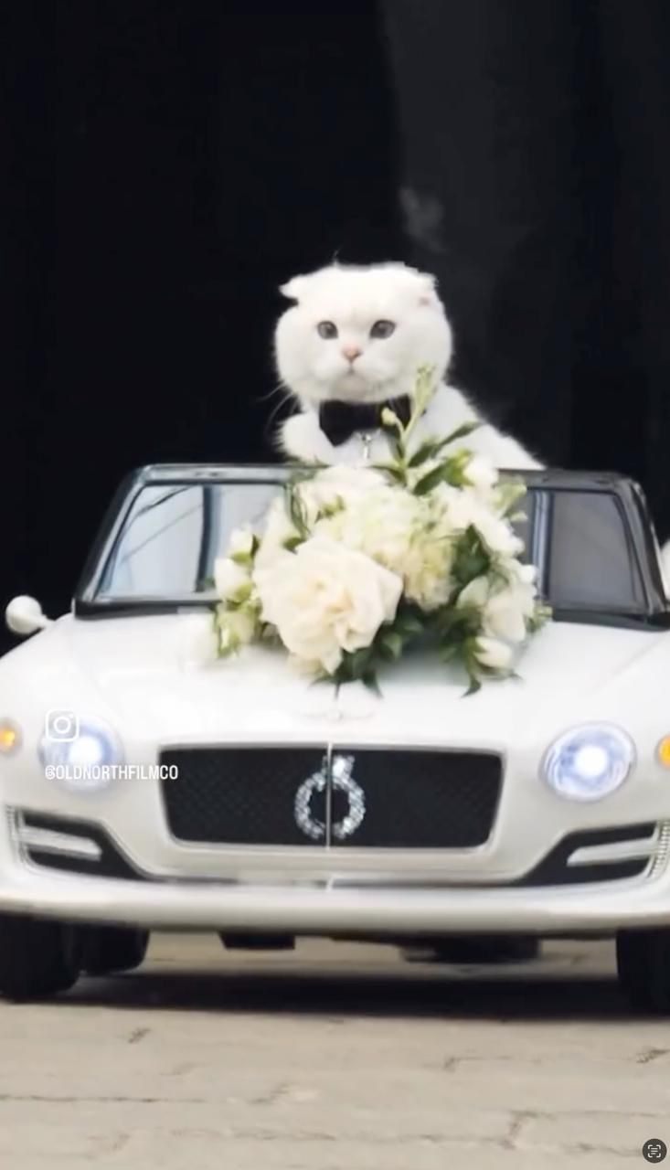 Unique Ring Delivery at Your Wedding 🐾🚗