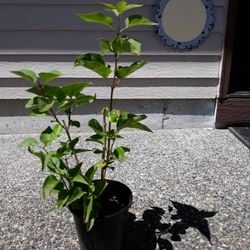 Lilac Plant 19" Nice Purple 