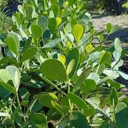 Clusia Privacy Hedge Plants 3gl $4.50🌿💚