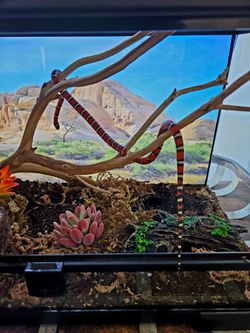 California Mountain Kingsnake + Full Bioactive Setup