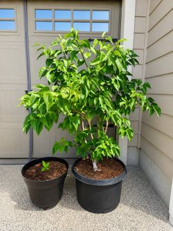 Purple Lilac Tree – Ready to Plant!!!